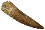 Fossil Plesiosaur (Zarafasaura) Tooth - Morocco #369994-1